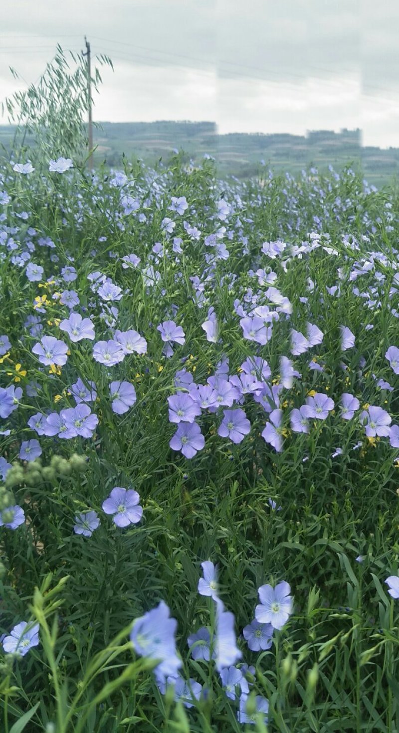本地葫麻