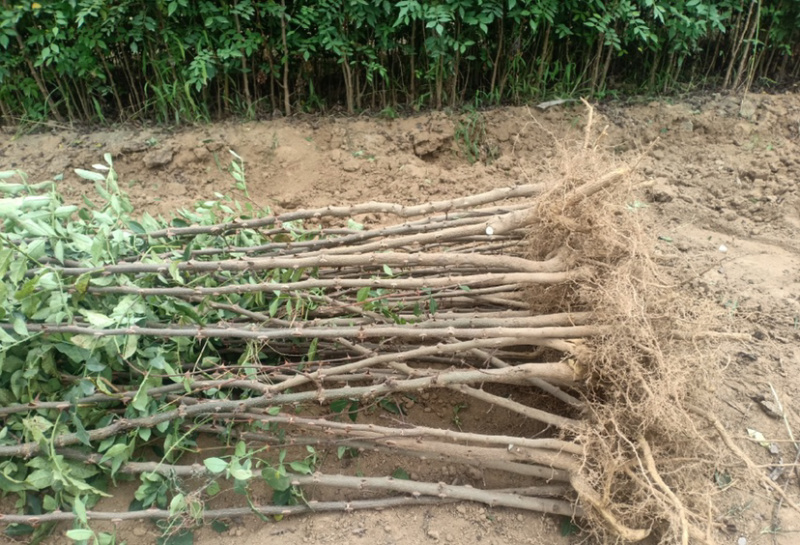 大红袍花椒苗无刺花椒苗自家苗圃现挖现卖量大从优