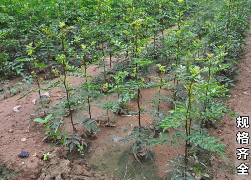 大红袍花椒苗无刺花椒苗自家苗圃现挖现卖量大从优