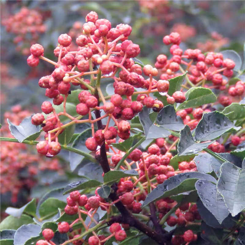 大红袍花椒苗无刺花椒苗自家苗圃现挖现卖量大从优