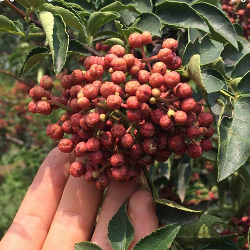 大红袍花椒苗无刺花椒苗自家苗圃现挖现卖量大从优