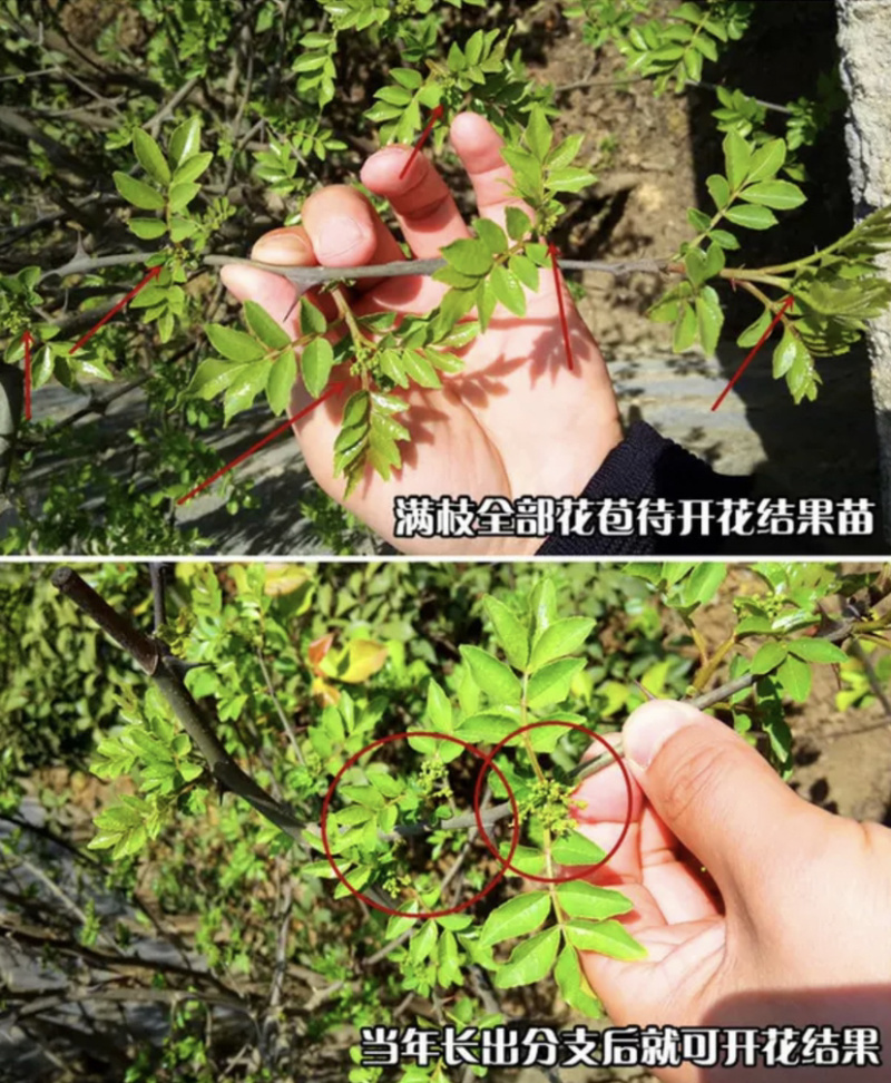 大红袍花椒苗无刺花椒苗自家苗圃现挖现卖量大从优