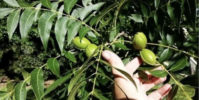 碧根果核桃苗嫁接核桃树苗当年结果现挖现卖包成活