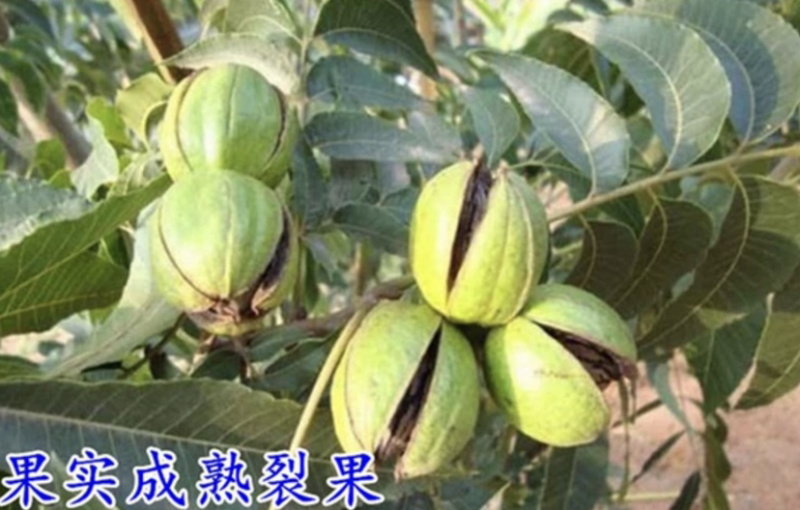 碧根果核桃苗嫁接核桃树苗当年结果现挖现卖包成活