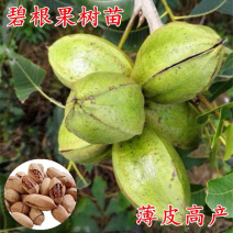 碧根果核桃苗嫁接核桃树苗当年结果现挖现卖包成活