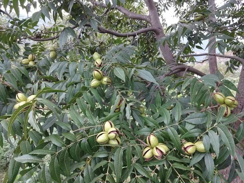 碧根果核桃苗嫁接核桃树苗当年结果现挖现卖包成活