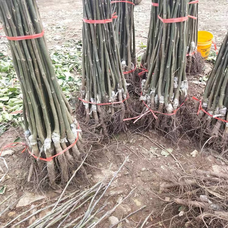 碧根果核桃苗嫁接核桃树苗当年结果现挖现卖包成活