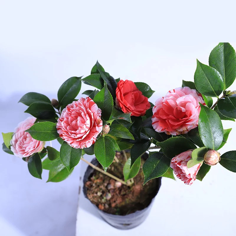 精品茶花树苗带年开花保证品种质量带花苞发货