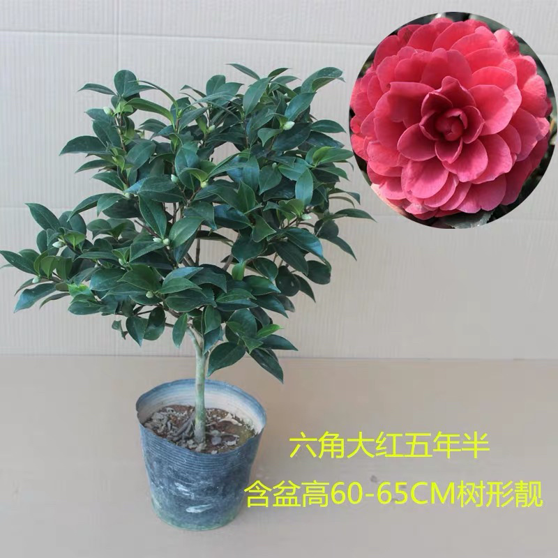 精品茶花树苗带年开花保证品种质量带花苞发货