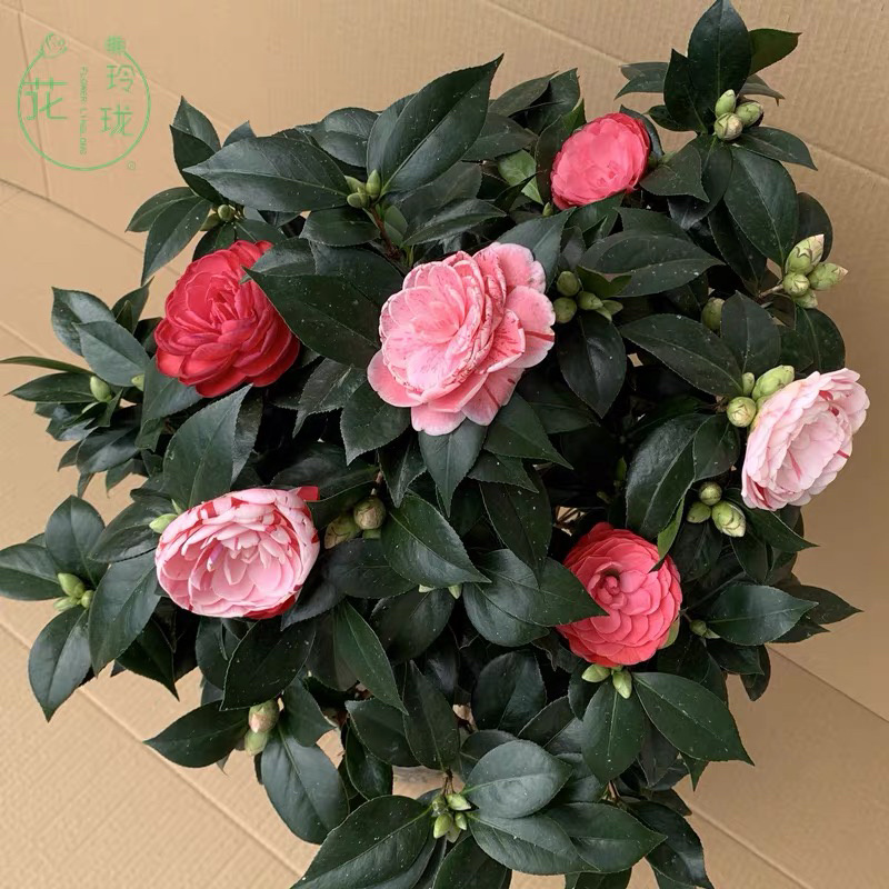 精品茶花树苗带年开花保证品种质量带花苞发货