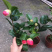 精品茶花树苗带年开花保证品种质量带花苞发货