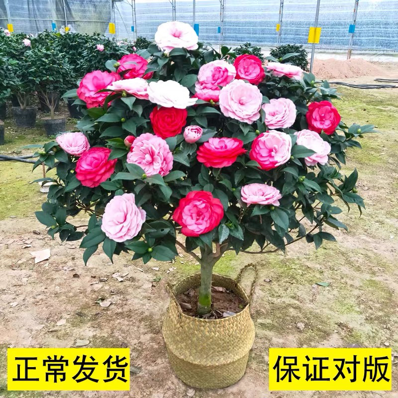 精品茶花树苗带年开花保证品种质量带花苞发货