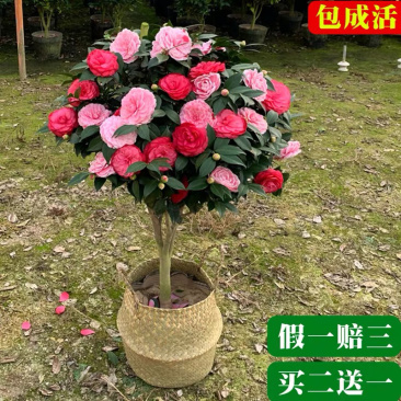 精品茶花树苗带年开花保证品种质量带花苞发货