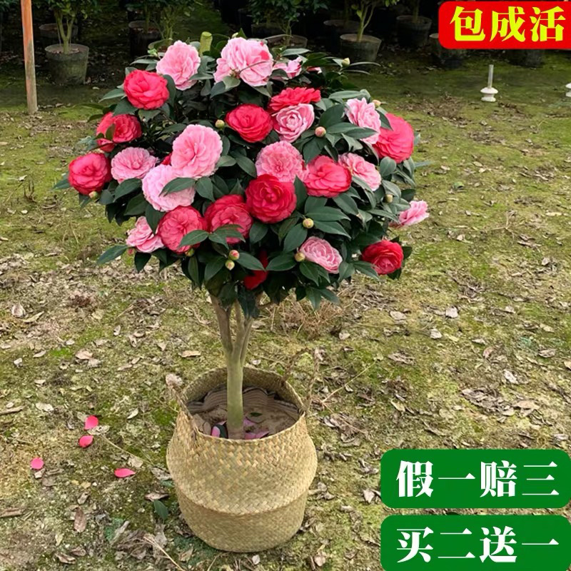 精品茶花树苗带年开花保证品种质量带花苞发货