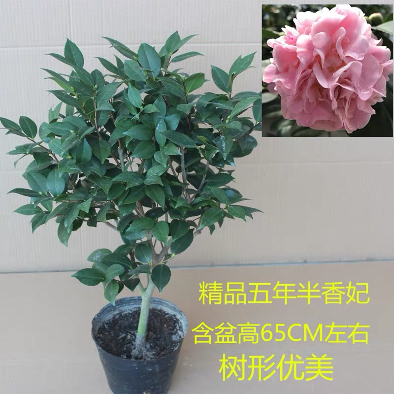 精品茶花树苗带年开花保证品种质量带花苞发货