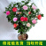 精品茶花树苗带年开花保证品种质量带花苞发货