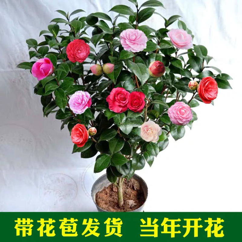 精品茶花树苗带年开花保证品种质量带花苞发货