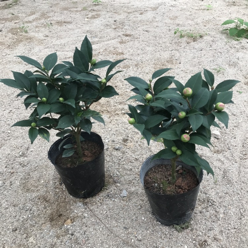 精品茶花树苗带年开花保证品种质量带花苞发货