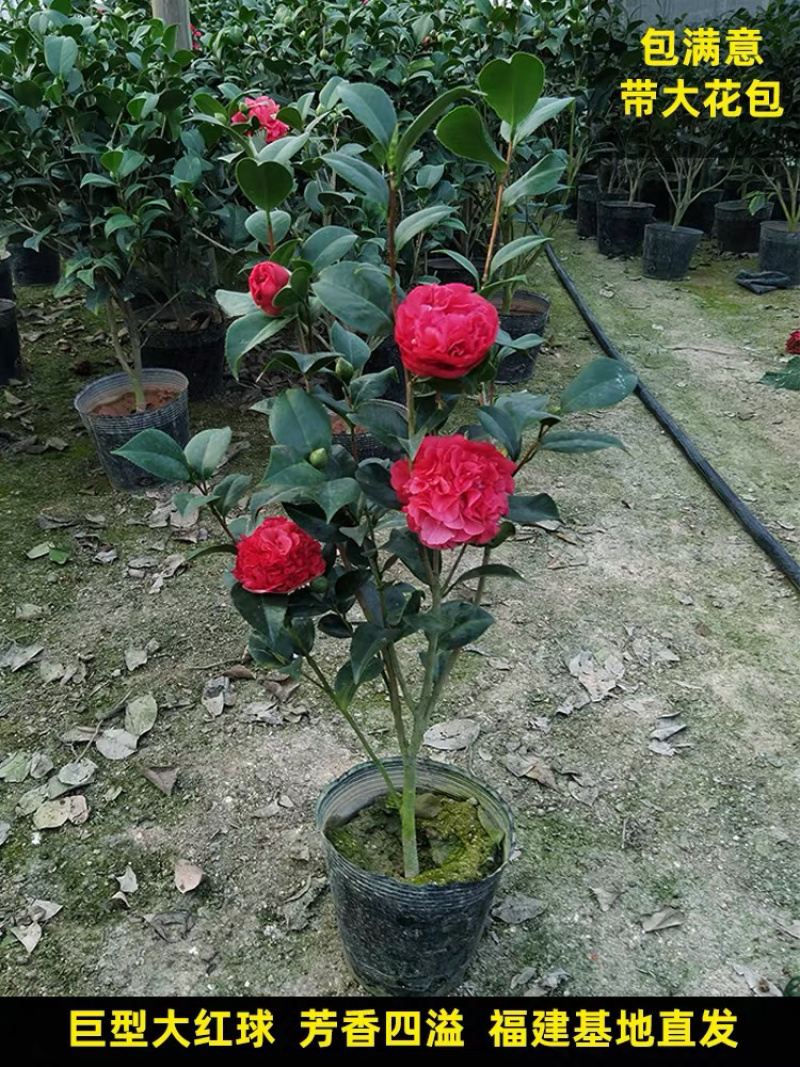 精品茶花树苗带年开花保证品种质量带花苞发货