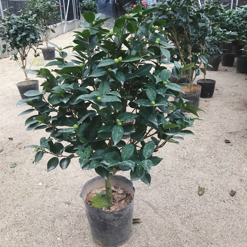 精品茶花树苗带年开花保证品种质量带花苞发货