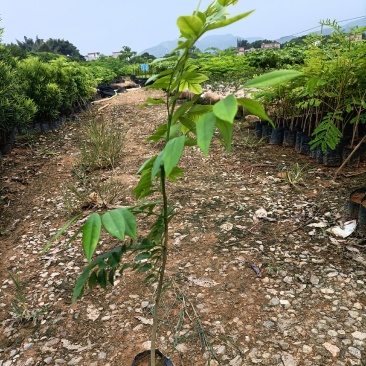黄花梨树苗小袋种植苗木场
