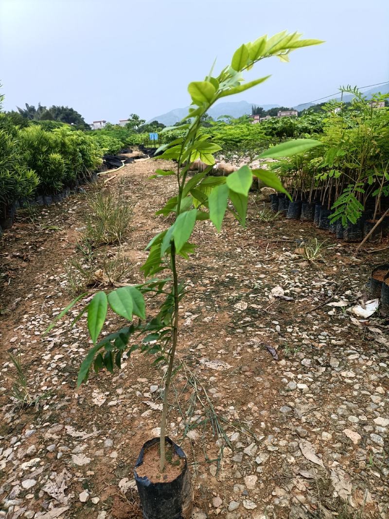 黄花梨树苗小袋种植苗木场