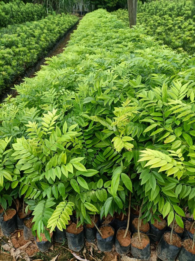 黄花梨树苗小袋种植苗木场