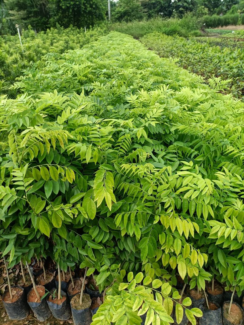 黄花梨树苗小袋种植苗木场