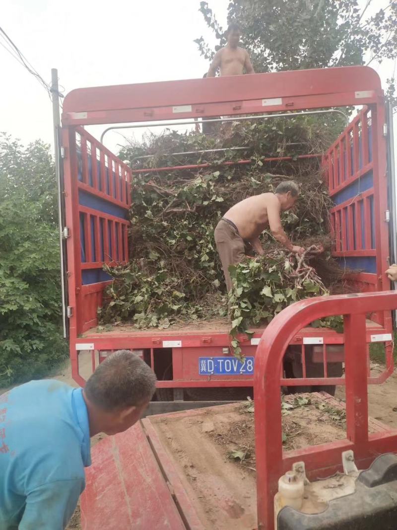 大量出售占地葡萄树，货原量大