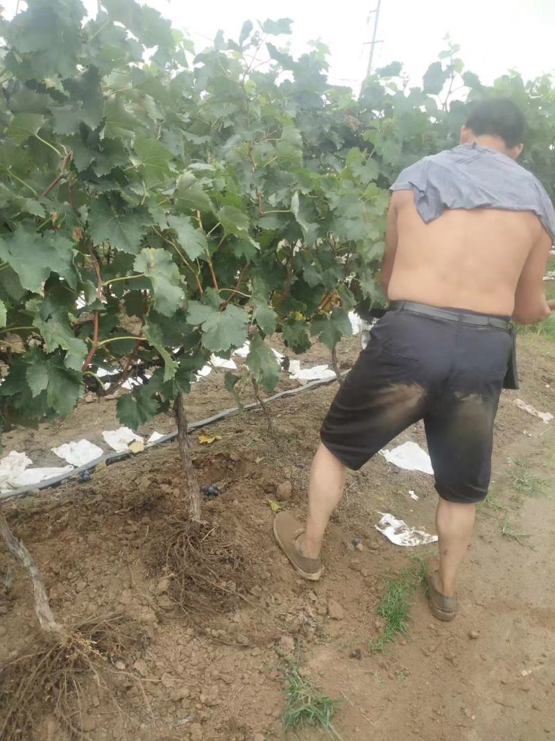 大量出售占地葡萄树，货原量大