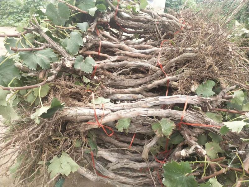 大量出售占地葡萄树，货原量大
