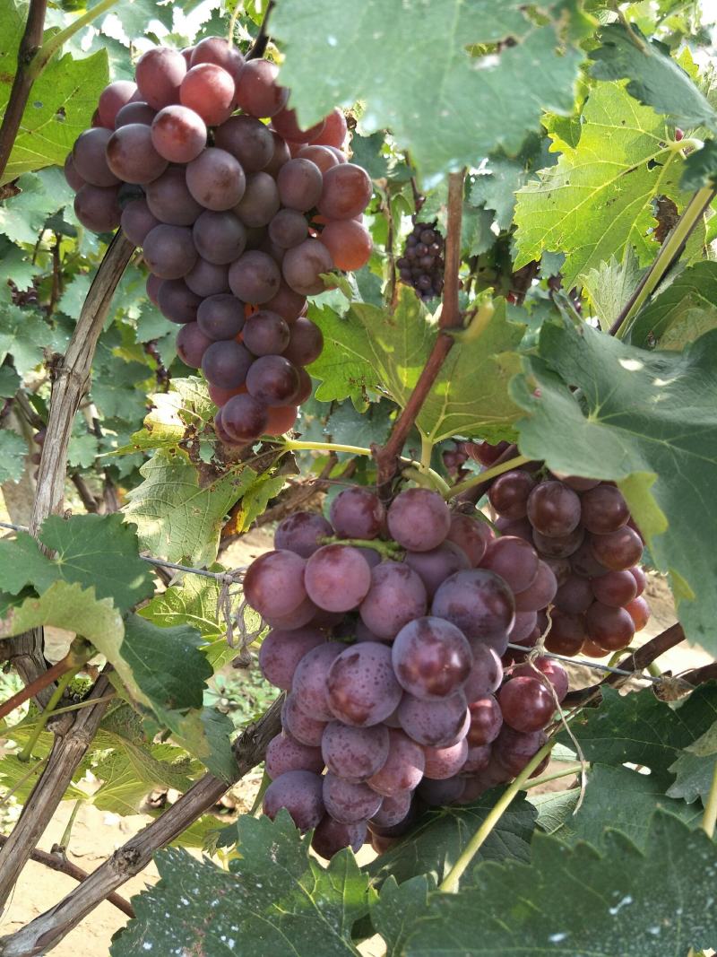 巨峰葡萄，大量供应，产地直发，一手货源，质量保证