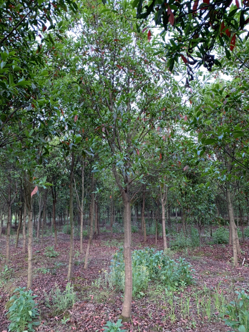 杜英树，基地直销，价格树形优美，枝叶茂盛。