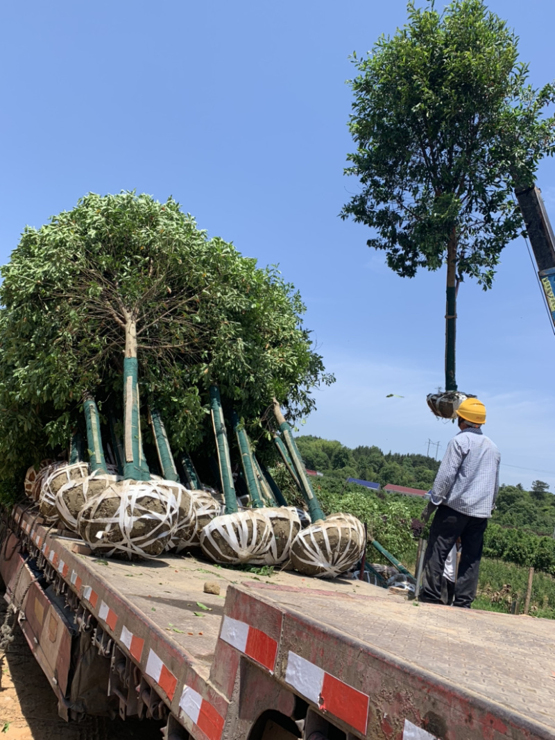 杜英树，基地直销，价格树形优美，枝叶茂盛。