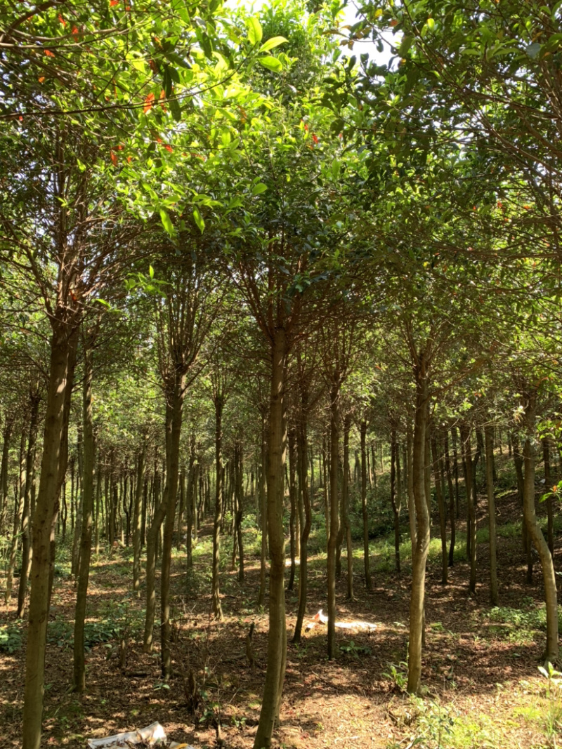 杜英树，基地直销，价格树形优美，枝叶茂盛。