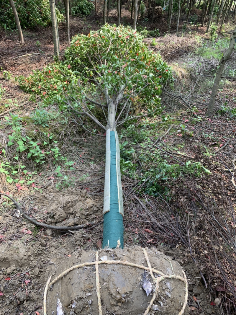 杜英树，基地直销，价格树形优美，枝叶茂盛。