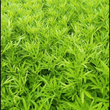 云南特级黎蒿（芦蒿）品质有保障看货说话