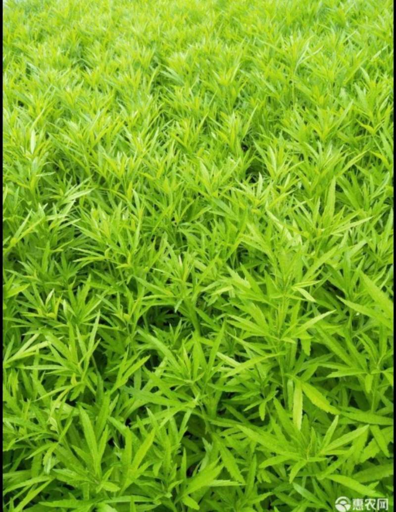云南特级黎蒿（芦蒿）品质有保障看货说话