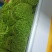 云南特级黎蒿（芦蒿）品质有保障看货说话