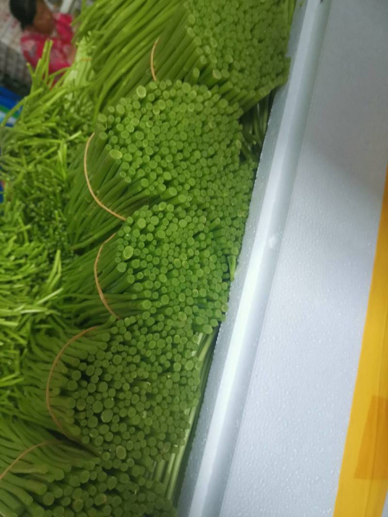 云南特级黎蒿（芦蒿）品质有保障看货说话
