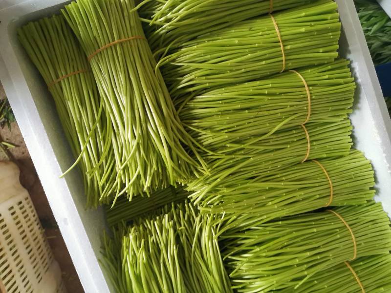云南特级黎蒿（芦蒿）品质有保障看货说话
