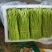 云南特级黎蒿（芦蒿）品质有保障看货说话