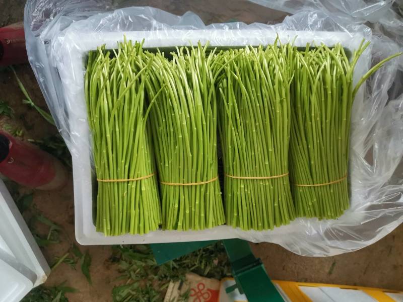 云南特级黎蒿（芦蒿）品质有保障看货说话