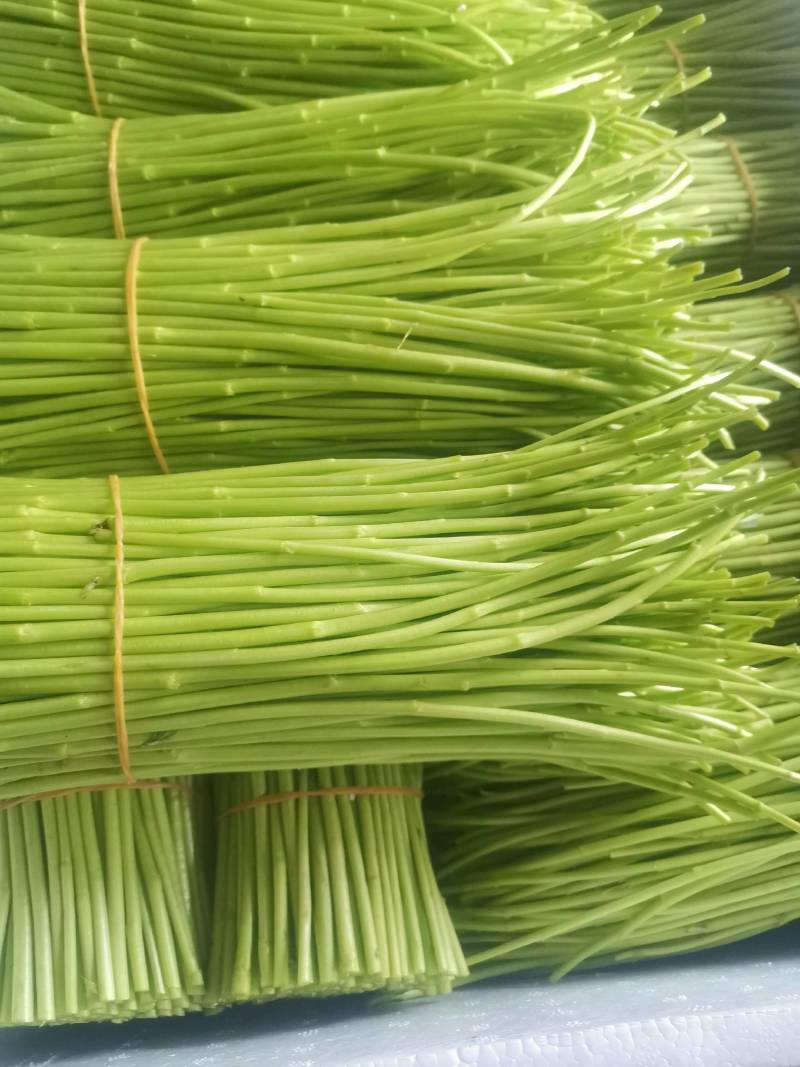 云南特级黎蒿（芦蒿）品质有保障看货说话
