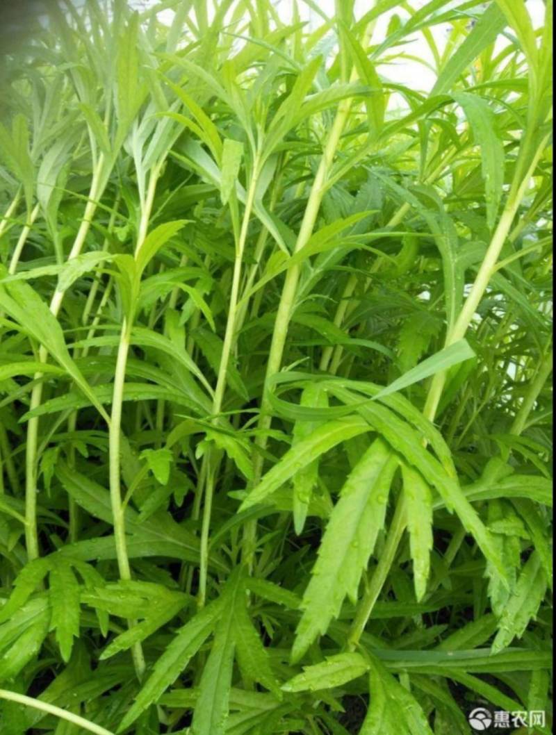 云南特级黎蒿（芦蒿）品质有保障看货说话