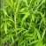 云南特级黎蒿（芦蒿）品质有保障看货说话
