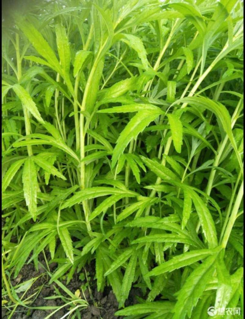 云南特级黎蒿（芦蒿）品质有保障看货说话