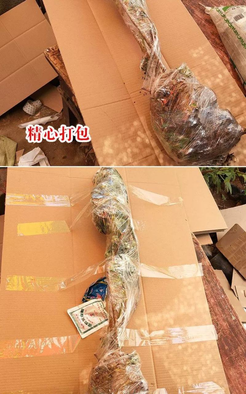 蓝莓苗组培蓝莓苗蓝丰薄雾珠宝提供技术指导