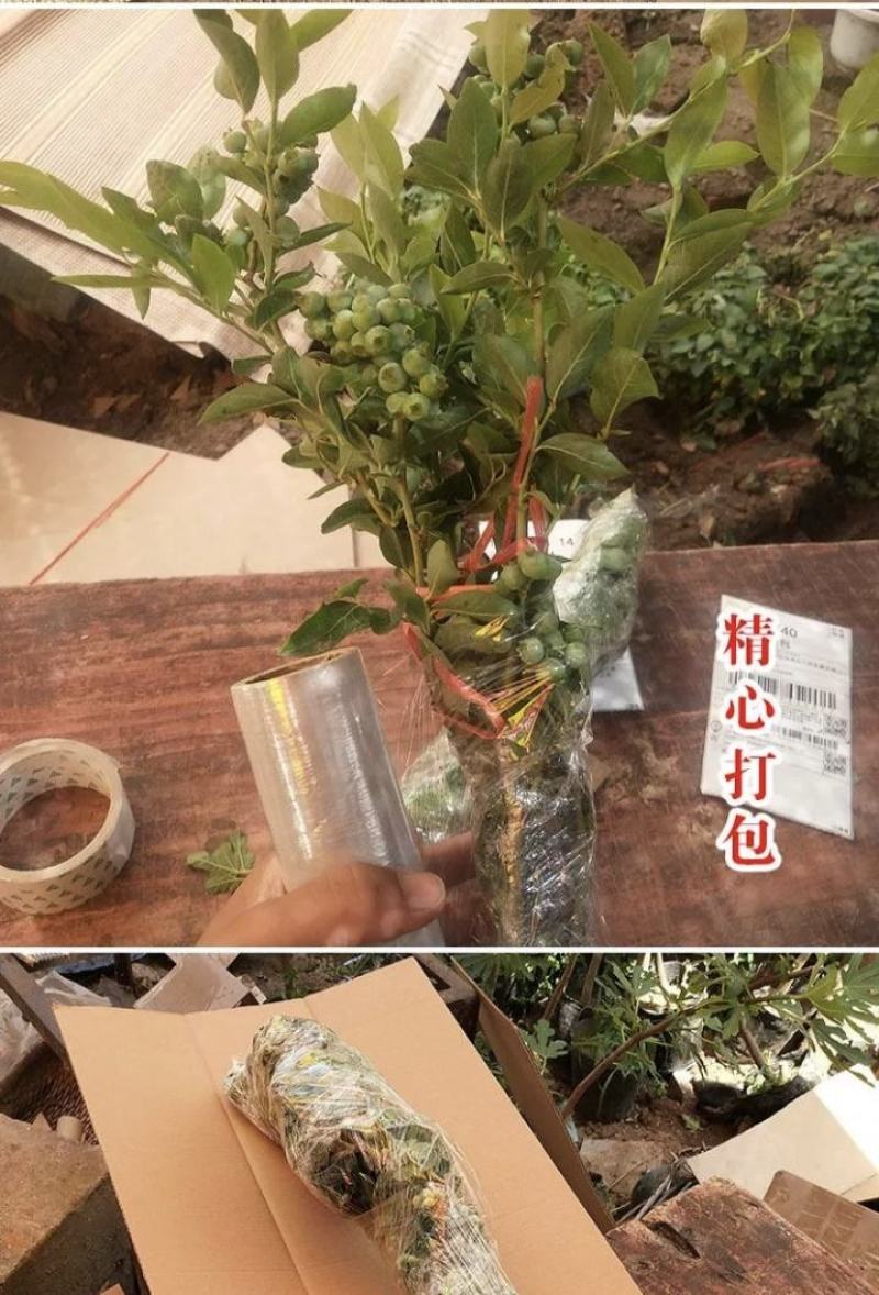 蓝莓苗组培蓝莓苗蓝丰薄雾珠宝提供技术指导