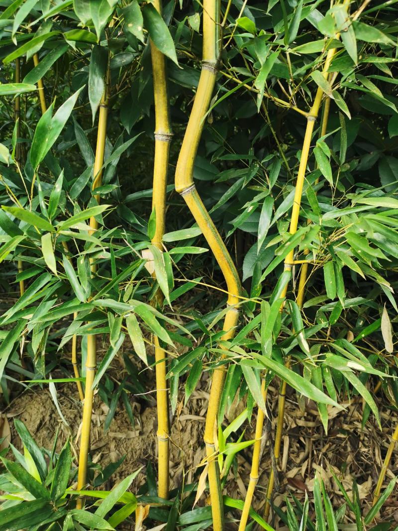 园林景观绿竹大量上市